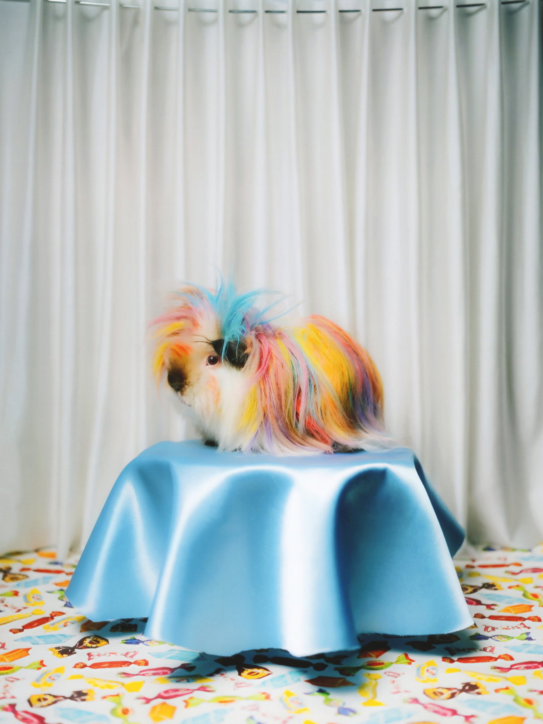 Daniel Gebhart de Koekkoek returns with his yearly calendar and guinea pigs are his 2021 muse