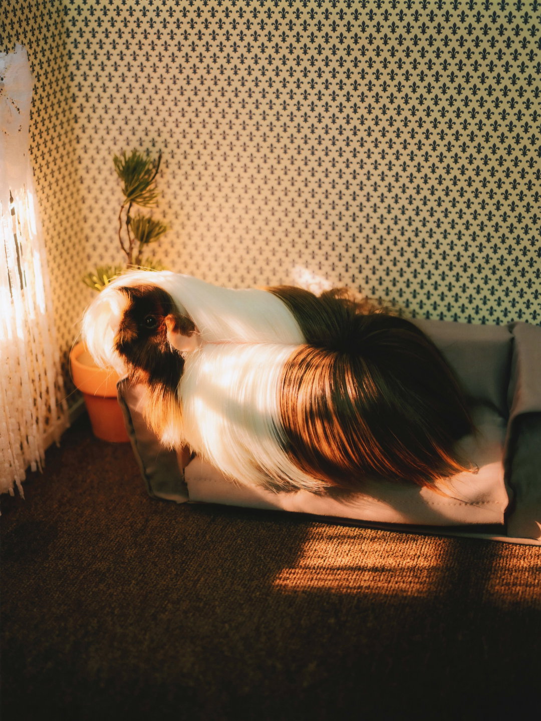 DanielGebhartDeKoekkoek-Pin-UpGuineaPigs-Photography-itsnicethat.jpg