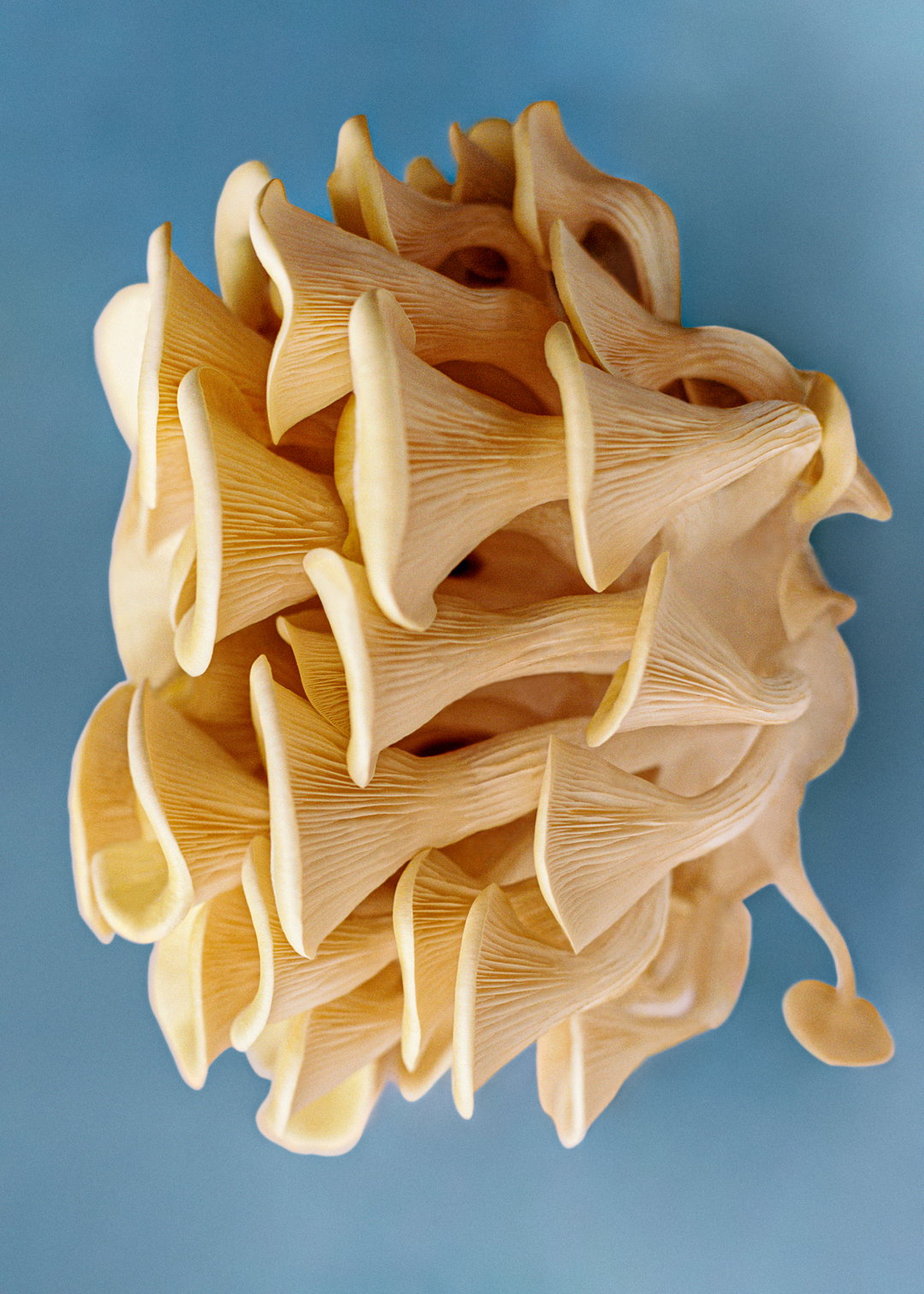 the-gourmand-mushroom-publication-photography-itsnicethat01
