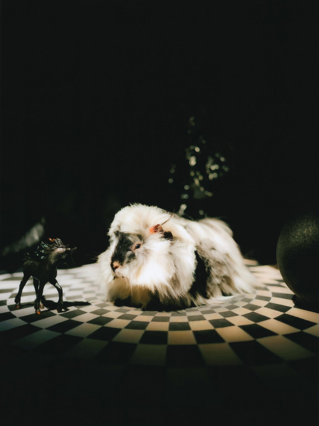 DanielGebhartDeKoekkoek-Pin-UpGuineaPigs-Photography-itsnicethat.jpg