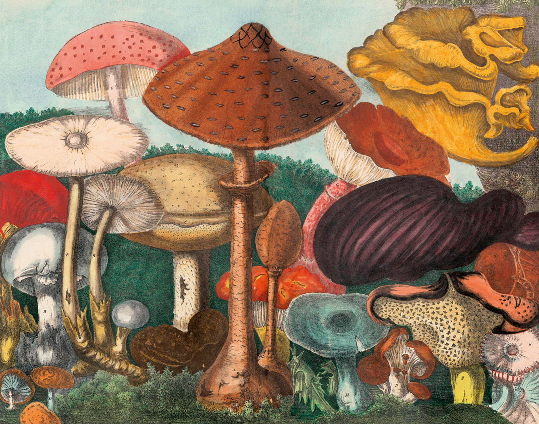 the-gourmand-mushroom-publication-photography-itsnicethat02