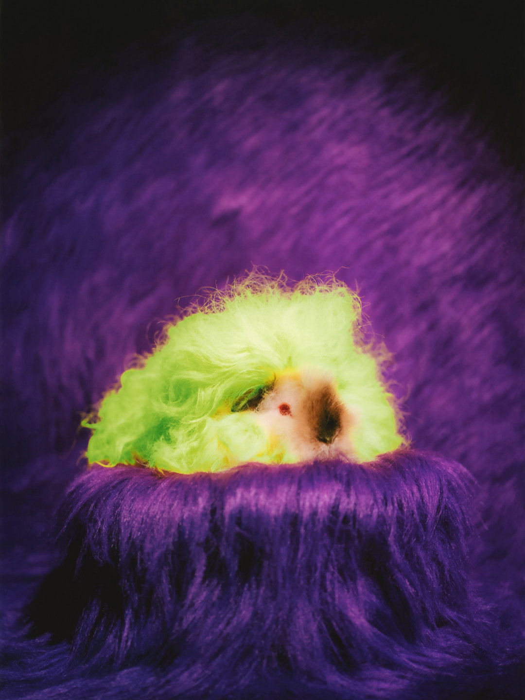 DanielGebhartDeKoekkoek-Pin-UpGuineaPigs-Photography-itsnicethat.jpg
