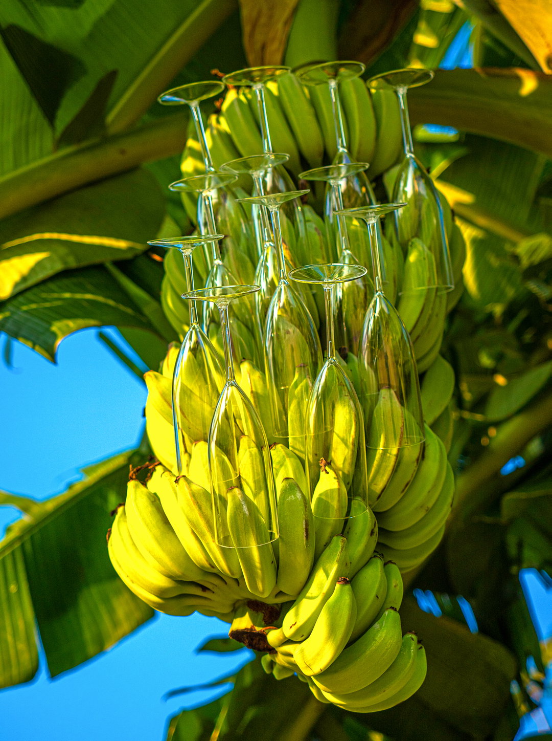 05 Banana + wine glass.jpg