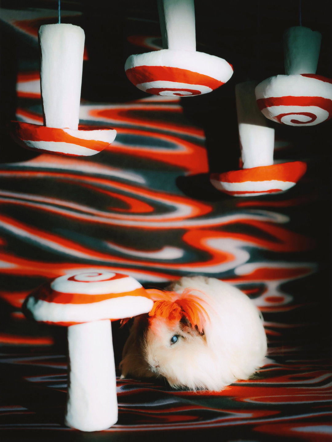 DanielGebhartDeKoekkoek-Pin-UpGuineaPigs-Photography-itsnicethat.jpg