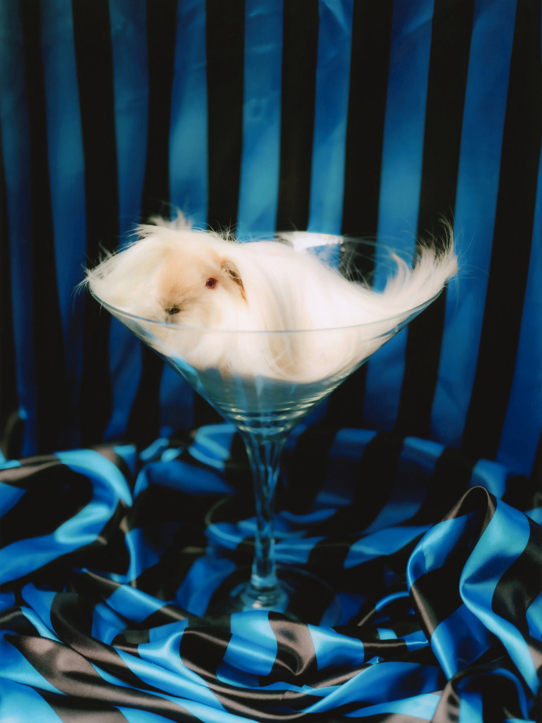DanielGebhartDeKoekkoek-Pin-UpGuineaPigs-Photography-itsnicethat.jpg