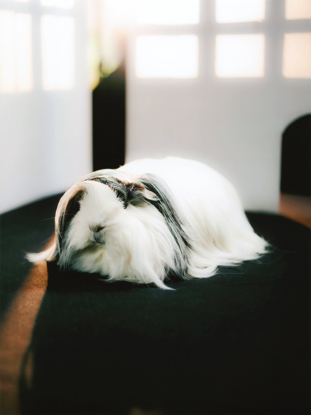 DanielGebhartDeKoekkoek-Pin-UpGuineaPigs-Photography-itsnicethat.jpg