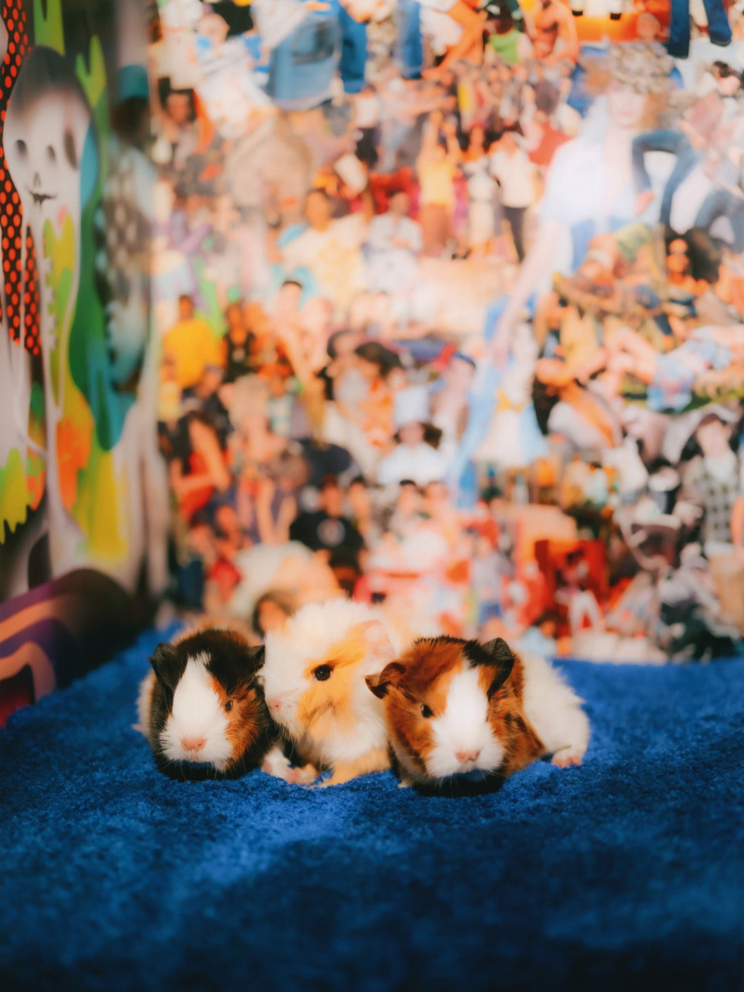 DanielGebhartDeKoekkoek-Pin-UpGuineaPigs-Photography-itsnicethat.jpg