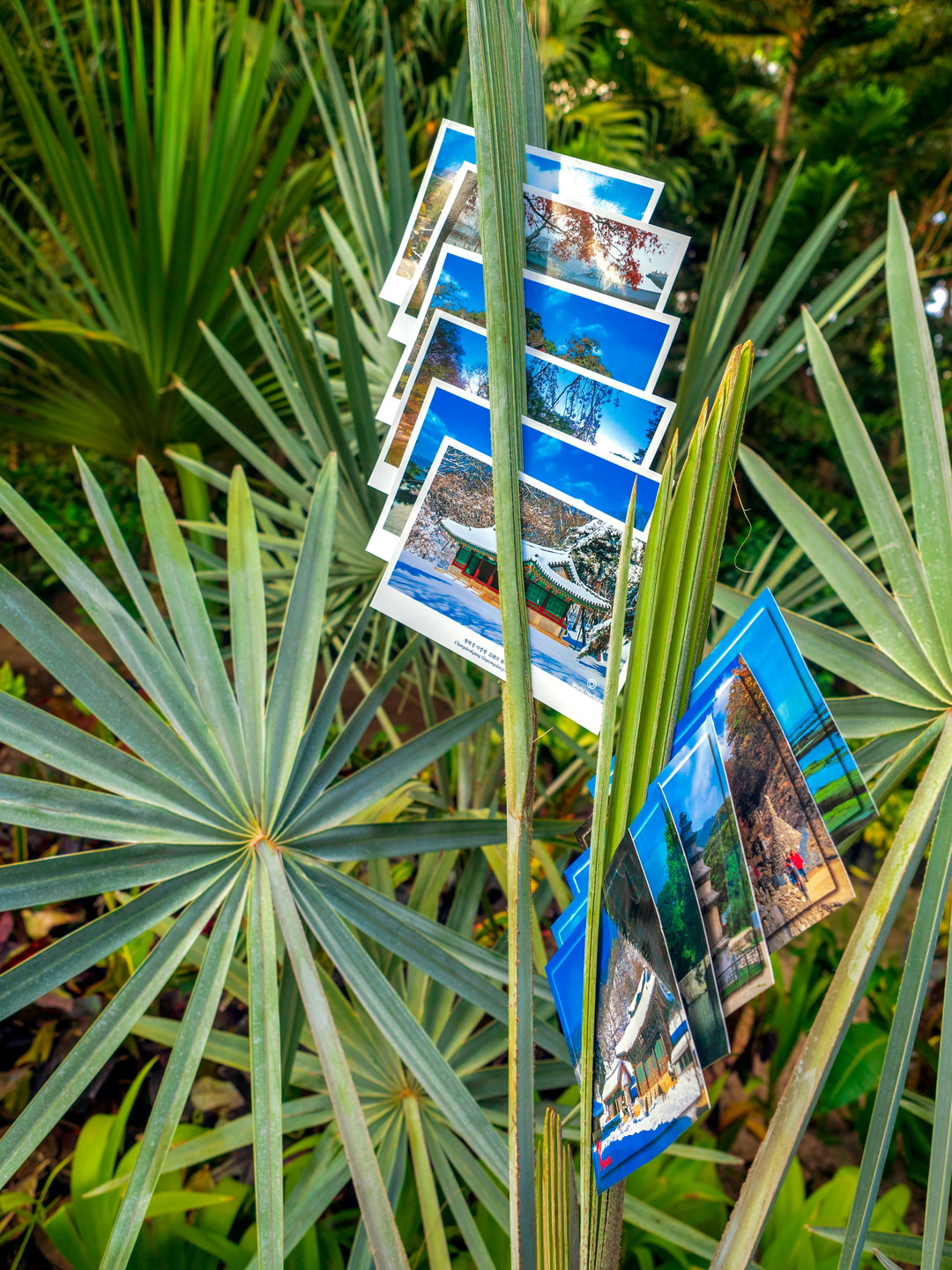 10 Bismarck palm + tourist postcard.jpg