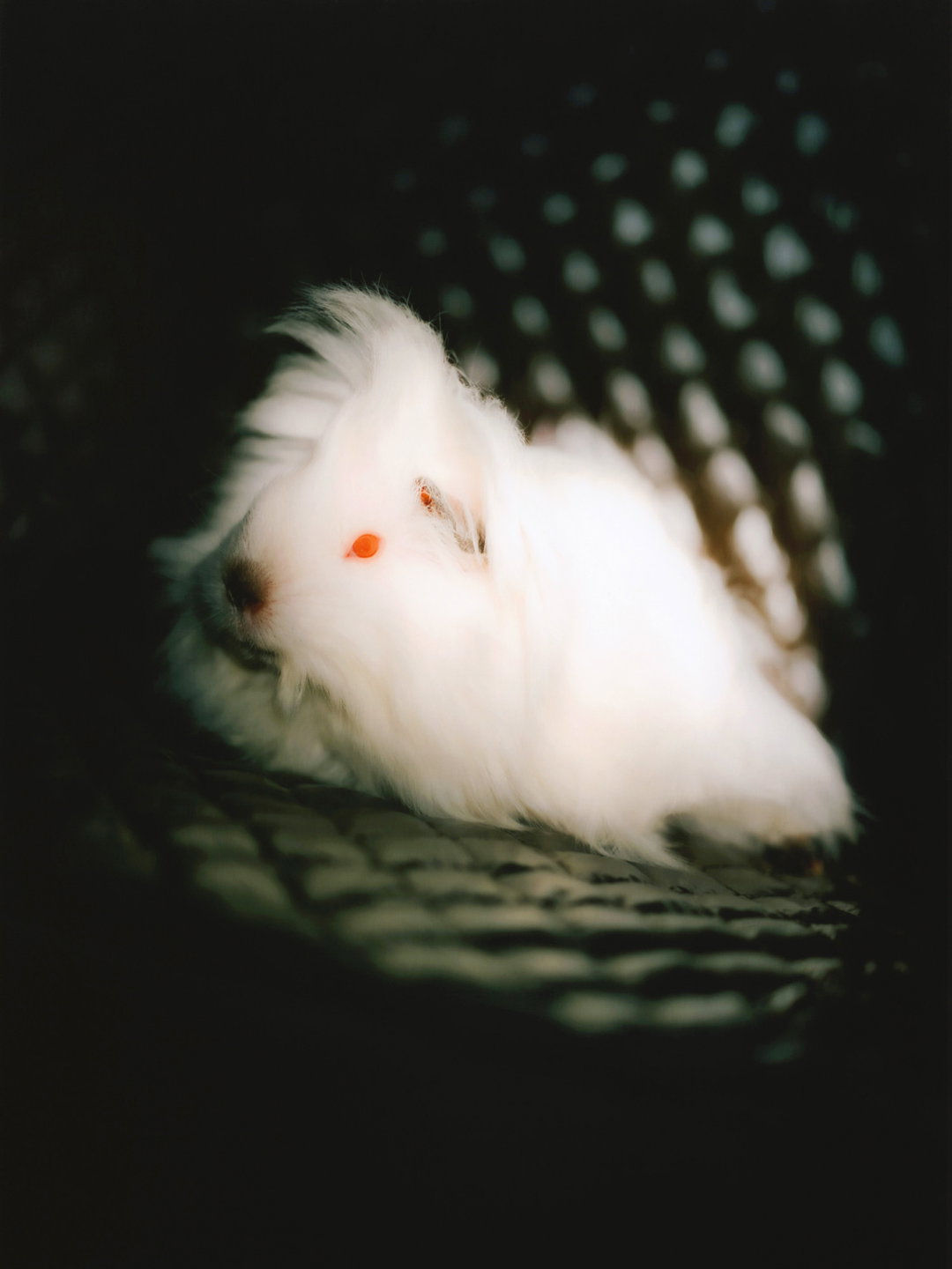 DanielGebhartDeKoekkoek-Pin-UpGuineaPigs-Photography-itsnicethat.jpg
