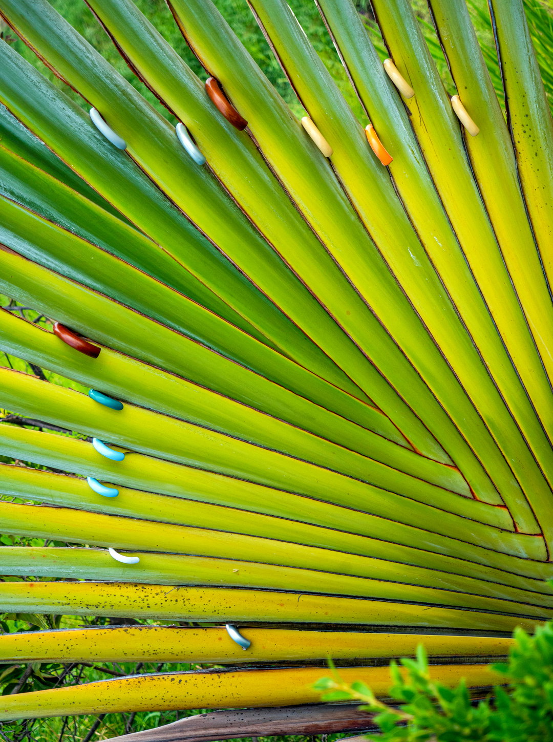 11 Traveler_s tree + umbrella.jpg