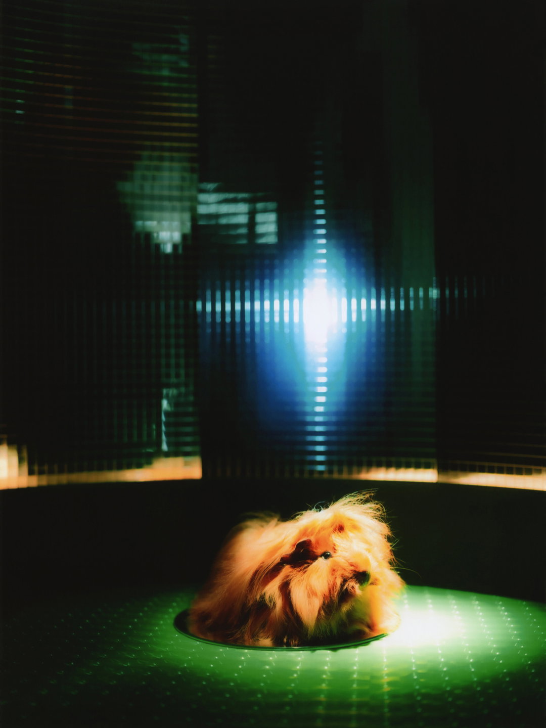 DanielGebhartDeKoekkoek-Pin-UpGuineaPigs-Photography-itsnicethat.jpg