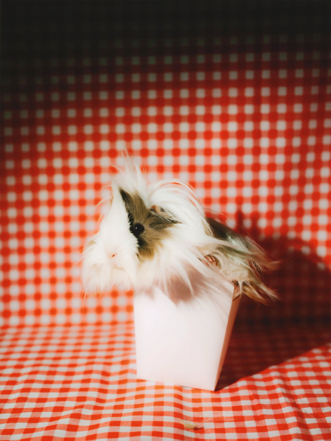DanielGebhartDeKoekkoek-Pin-UpGuineaPigs-Photography-itsnicethat.jpg
