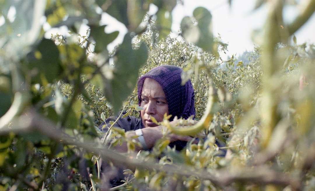 HanaGamal-GreenGrass-Photography-ItsNiceThat
