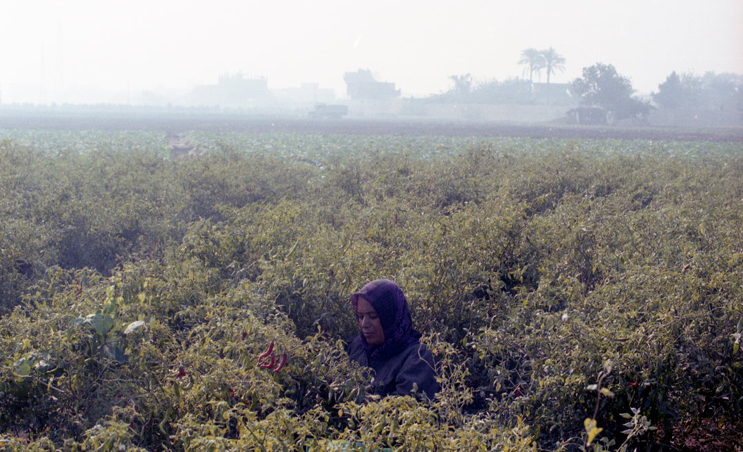 HanaGamal-GreenGrass-Photography-ItsNiceThat