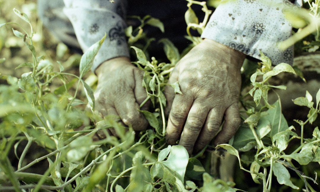 HanaGamal-GreenGrass-Photography-ItsNiceThat