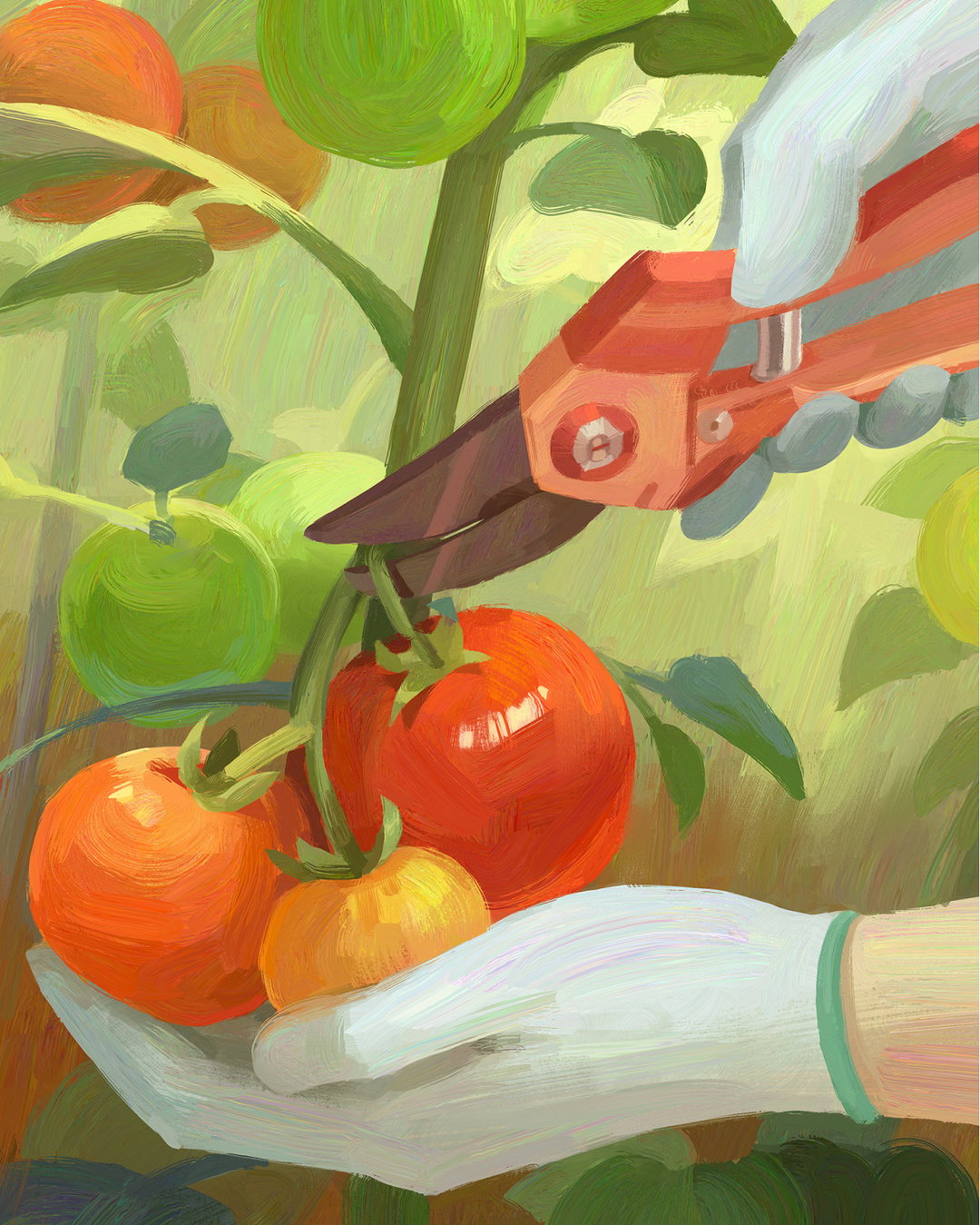 40_Illustrations_Tomatoes.jpg