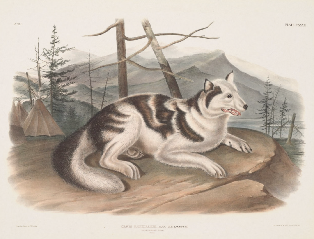 4_Canis-Familiaris_John Audubon_1848_elizabeth goodspeed copyright column itsnicethat.png