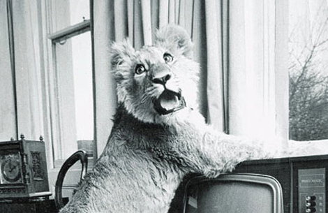 christianthelion.jpg