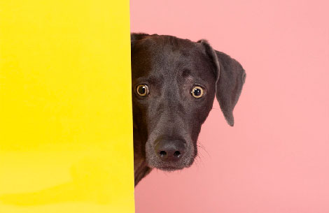william_wegman.jpg