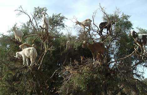 GOATS.jpg