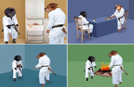 Dog-Judo.jpg