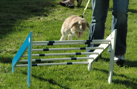 rabbitshowjumping.jpg