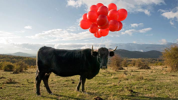 cow.jpg