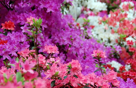 flowers.jpg