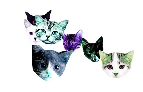 meowmania.jpg