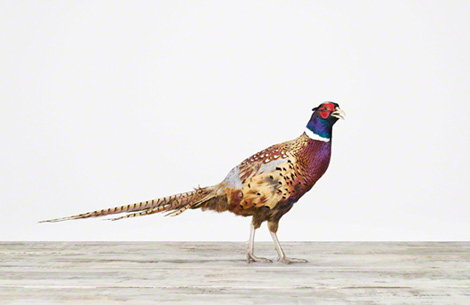 Pheasant.jpg