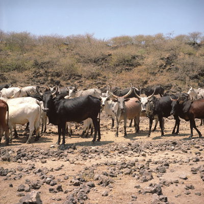 Afar-cows-1.jpg