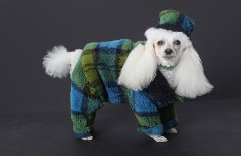 cotton_collection.jpg