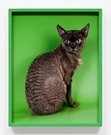 Elad-Lassry-Devon-Rex-2011-a4-1.jpg