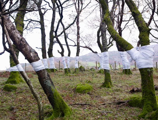 Zander-Olsen_Tree_-Line_001.jpg