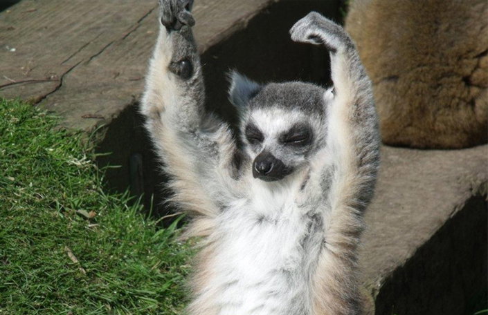 LEMUR.jpg
