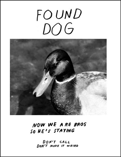 lost-dog.jpg