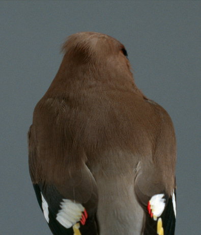 A5.jpg