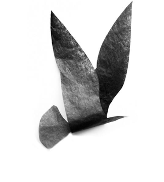 jenny-grigg-bird.png