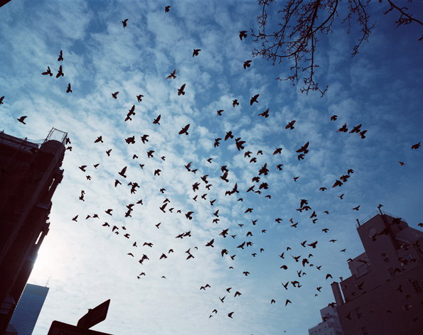 thesebirdz.jpeg