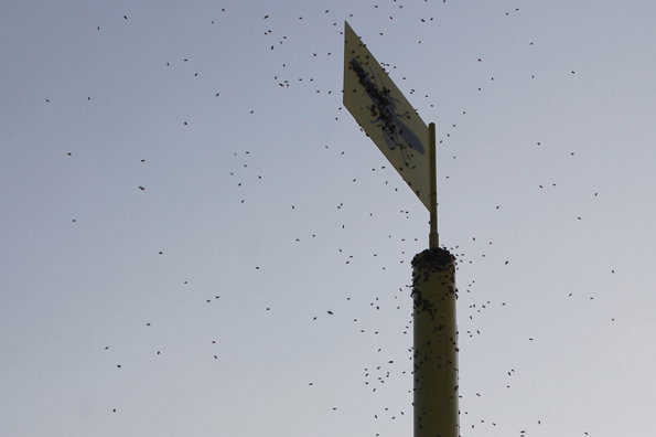Sky_Hive_09.jpg
