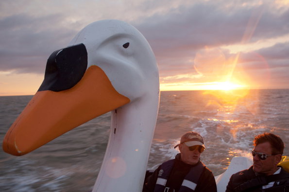 Swan2.jpg