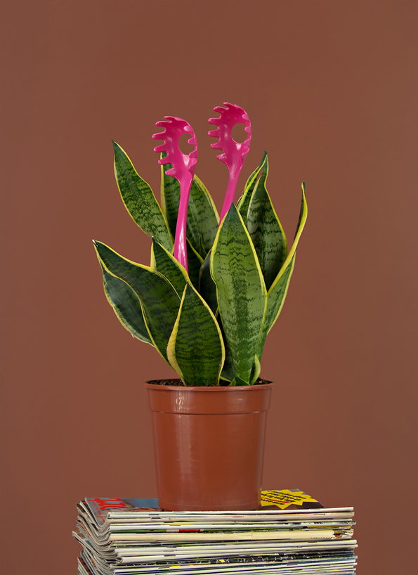Inflorescence_03.jpg