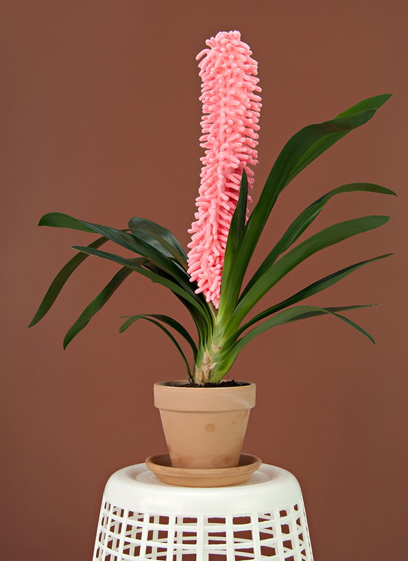 Inflorescence_06.jpg