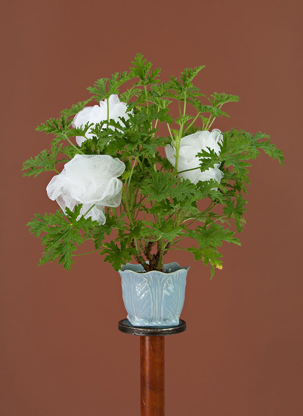 Inflorescence_07.jpg