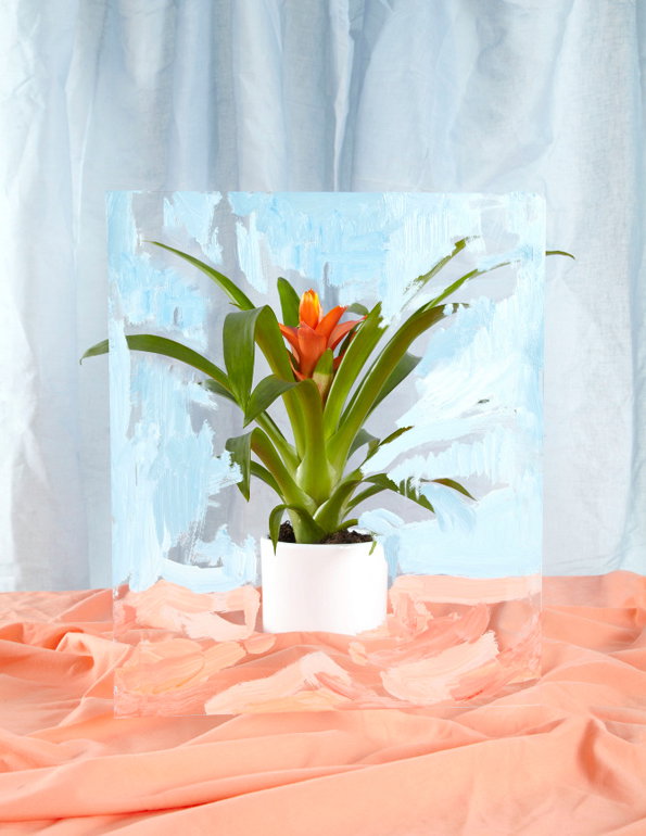 TEST_29.02.12_-Sarah_plant.jpg