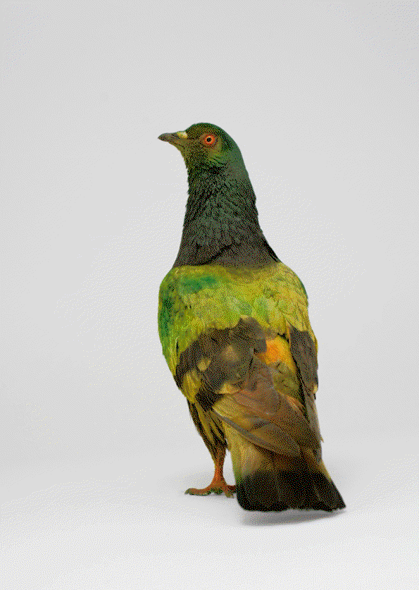 some_pigeons_are_more_equal_than_other_Charrière_Bismarck4.jpeg