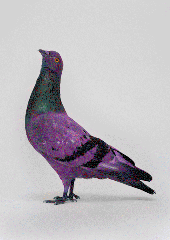 some_pigeons_are_more_equal_than_other_Charrière_Bismarck5_0.jpeg