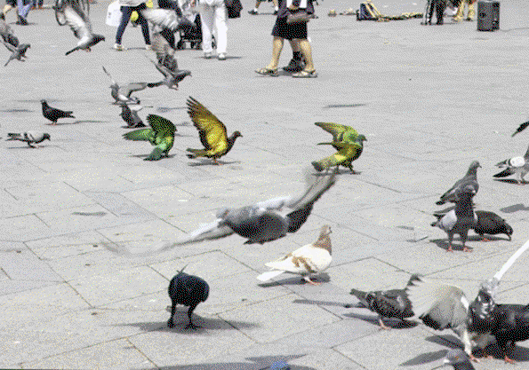some_pigeons_are_more_equal_than_other_Charrière_Bismarck13_0.jpeg