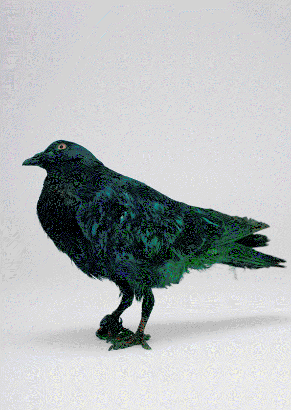 some_pigeons_are_more_equal_than_other_Charrière_Bismarck6_0.jpeg