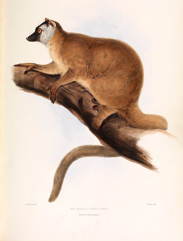 2012-08-09-Red-Lemur.jpg